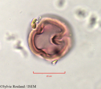 Indigofera aspera - lame n° 757