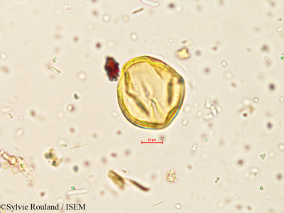 Sylvie.Rouland/Indigofera_enneaphylla_3996/Indigofera_enneaphylla_3996_0001(copy)_thumb.jpg