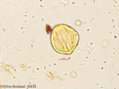 Indigofera enneaphylla - lame n° 3996