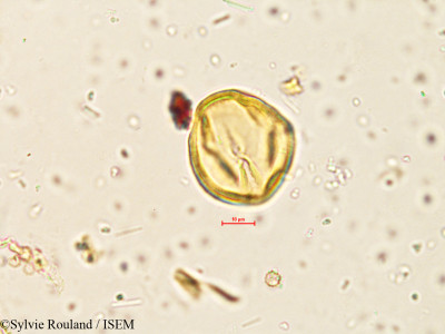 Indigofera enneaphylla - lame n° 3996