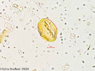 Indigofera enneaphylla - lame n° 3996