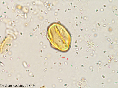 Indigofera enneaphylla - lame n° 3996