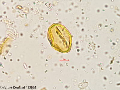 Indigofera enneaphylla - lame n° 3996