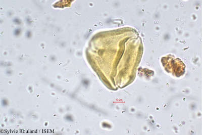 Indigofera linifolia - lame n° 5543