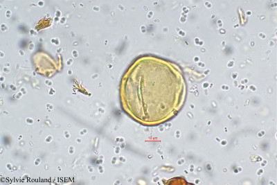 Indigofera linifolia - lame n° 5543