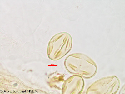 Sylvie.Rouland/Indigofera_perrieri_2797/Indigofera_perrieri_2797_0001(copy)_thumb.jpg