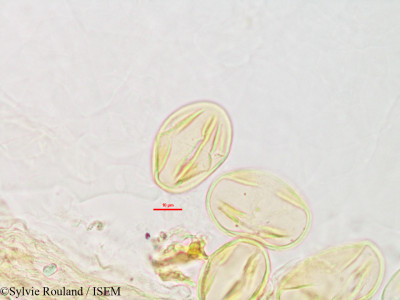 Indigofera perrieri - lame n° 2797