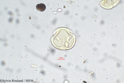 Sylvie.Rouland/Indigofera_sumatrana_5656/Indigofera_sumatrana_5656_0001(copy)_thumb.jpg