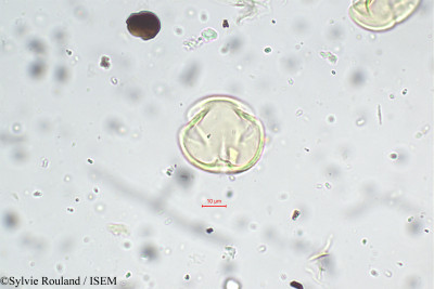 Indigofera sumatrana - lame n° 5656