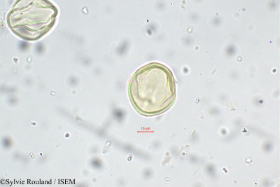 Indigofera sumatrana - lame n° 5656