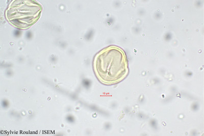 Indigofera sumatrana - lame n° 5656