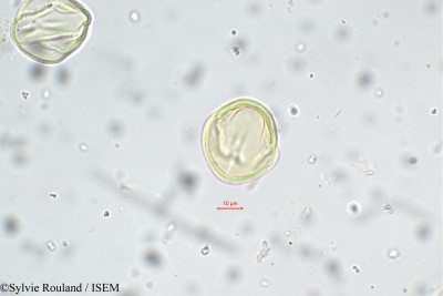 Indigofera sumatrana - lame n° 5656