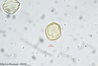 Indigofera sumatrana - lame n° 5656