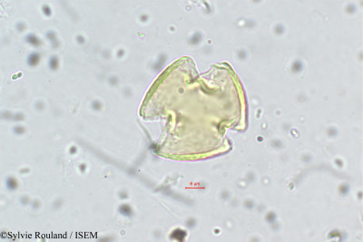 Sylvie.Rouland/Indigofera_trita_5605/Indigofera_trita_5605_0001(copy)_thumb.jpg