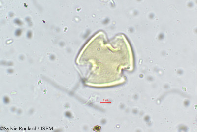 Indigofera trita - lame n° 5605