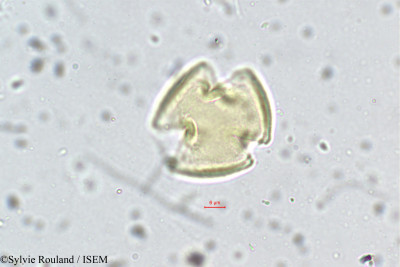 Indigofera trita - lame n° 5605