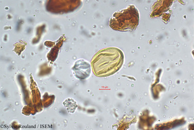 Sylvie.Rouland/Indigofera_wightii_5280/Indigofera_wightii_5280_0001(copy)_thumb.jpg