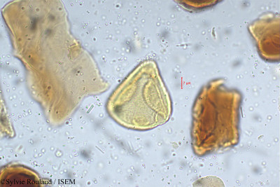 Sylvie.Rouland/Inga_cynometroides_5309/Inga_cynometroides_5309_0001(copy)_thumb.jpg