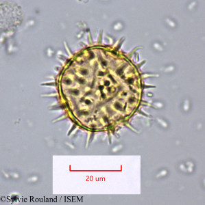 Sylvie.Rouland/Iodes_globulifera_1538/Iodes_globulifera_1538_0001(copy)_thumb.jpg