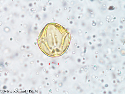 Sylvie.Rouland/Ionidium_suffruticosum_4060/Ionidium_suffruticosum_4060_0001(copy)_thumb.jpg