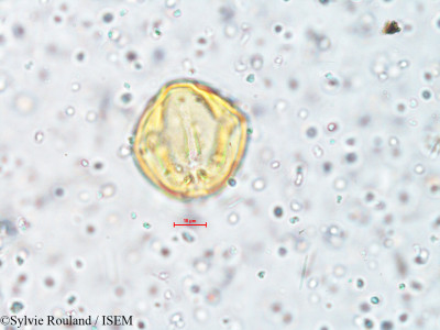 Ionidium suffruticosum - lame n° 4060