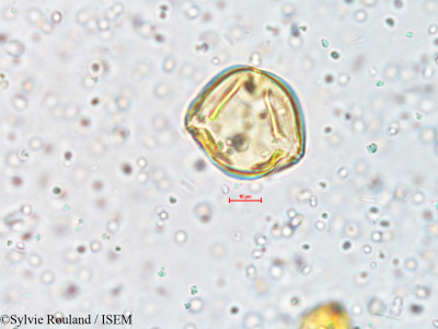 Ionidium suffruticosum - lame n° 4060