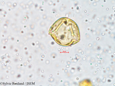 Ionidium suffruticosum - lame n° 4060