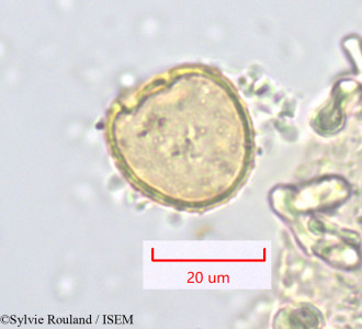 Sylvie.Rouland/Iphigenia_robusta_1249/Iphigenia_robusta_1249_0001(copy)_thumb.jpg