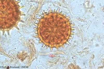 Sylvie.Rouland/Ipomoea_hederacea_5087/Ipomoea_hederacea_5087_0001(copy)_thumb.jpg