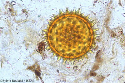 Sylvie.Rouland/Ipomoea_learii_5000/Ipomoea_learii_5000_0001(copy)_thumb.jpg