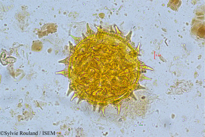 Ipomoea tuba - lame n° 5039