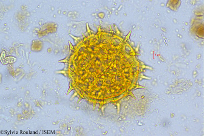 Ipomoea tuba - lame n° 5039