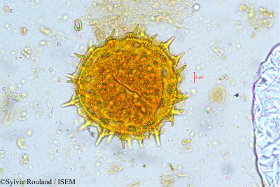 Ipomoea tuba - lame n° 5039