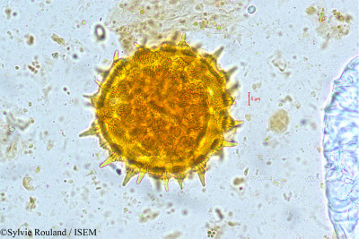 Ipomoea tuba - lame n° 5039