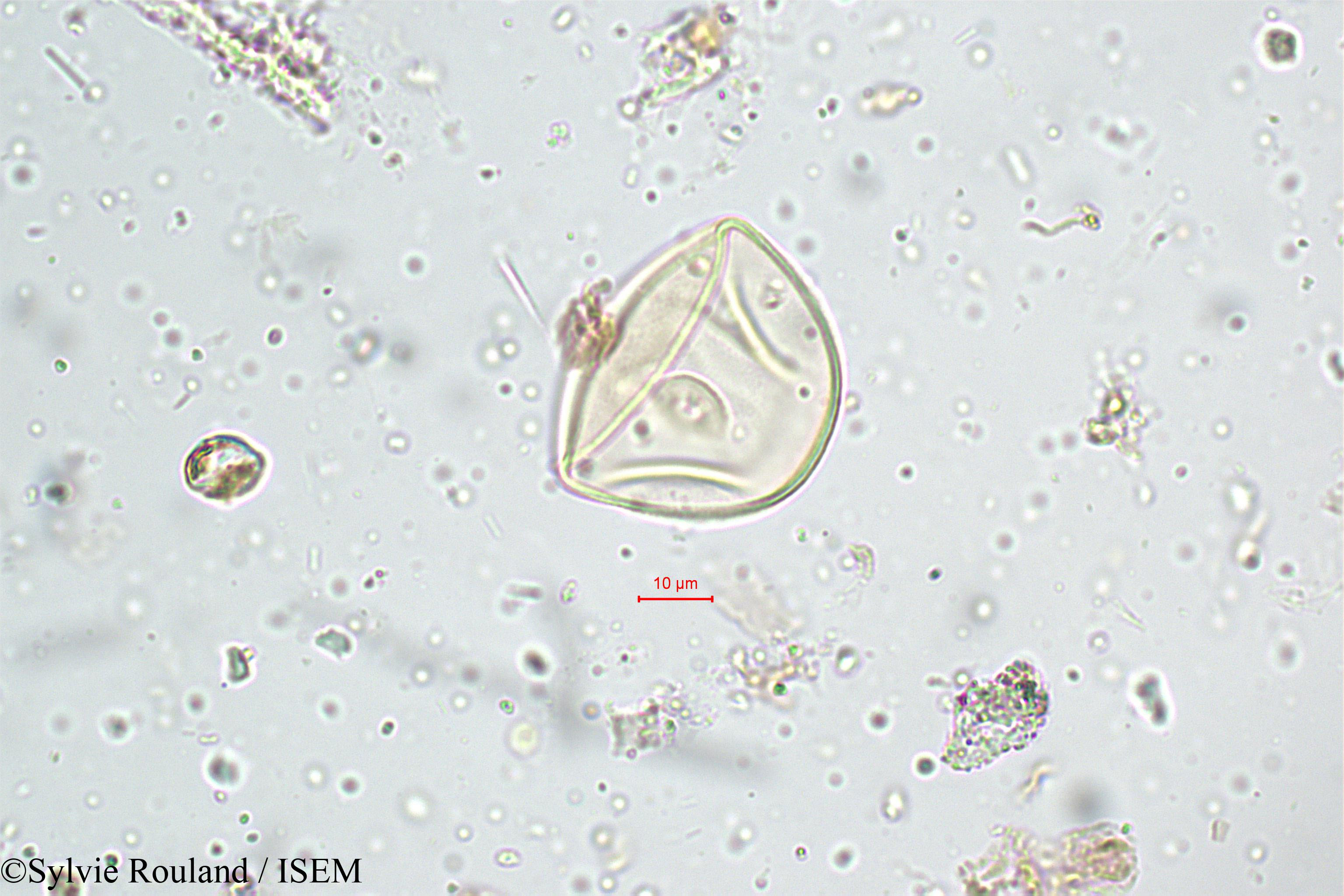 Sylvie.Rouland/Ischaemum_nilagiricum_5120/Ischaemum_nilagiricum_5120_0001(copy).jpg