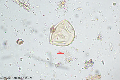 Sylvie.Rouland/Ischaemum_nilagiricum_5120/Ischaemum_nilagiricum_5120_0001(copy)_thumb.jpg