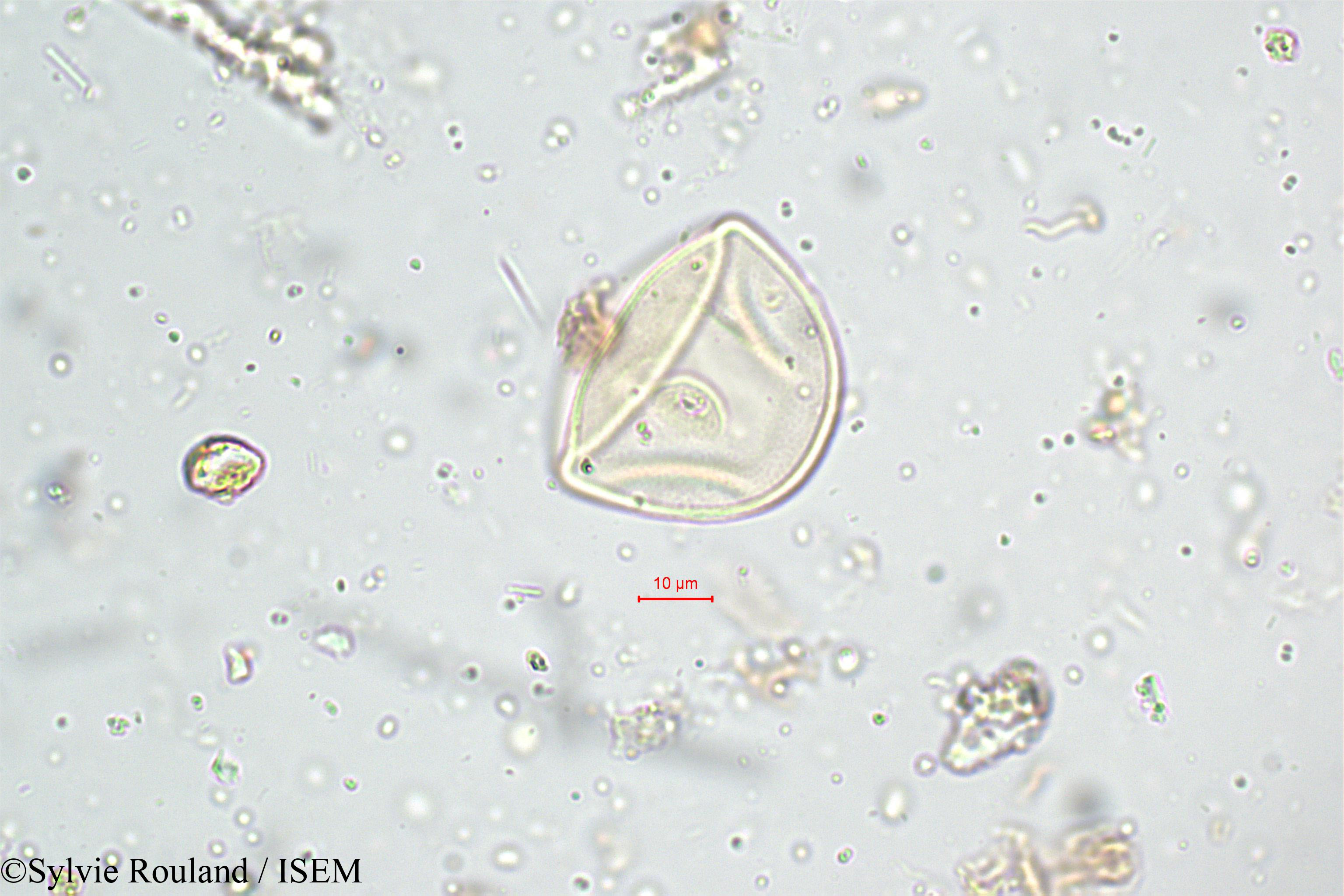 Sylvie.Rouland/Ischaemum_nilagiricum_5120/Ischaemum_nilagiricum_5120_0002(copy).jpg
