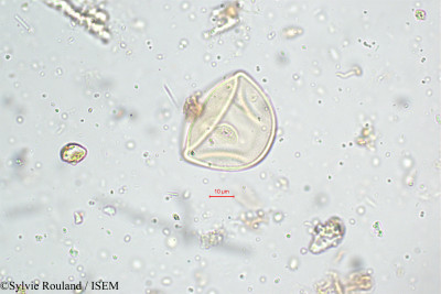 Ischaemum nilagiricum - lame n° 5120