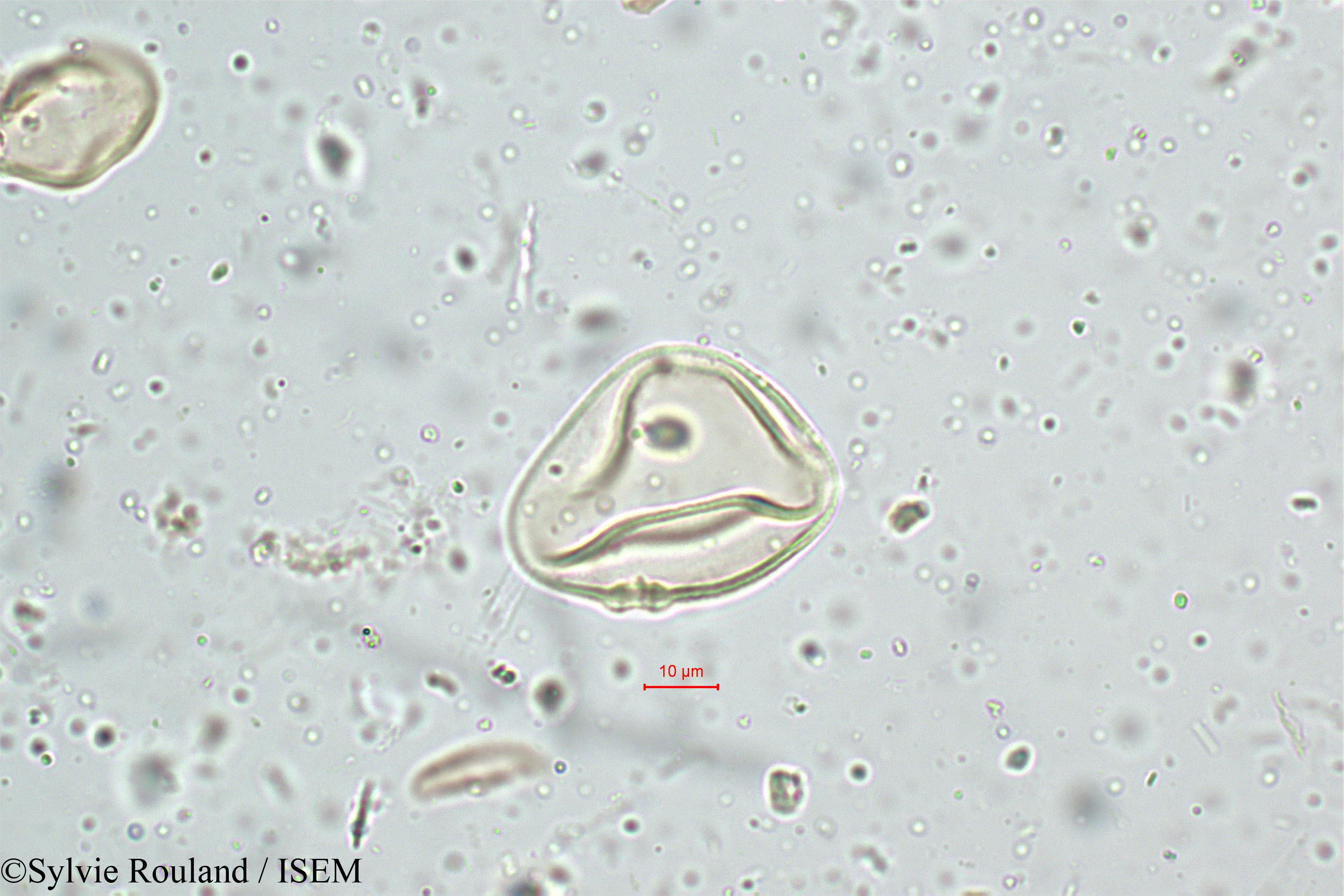 Sylvie.Rouland/Ischaemum_nilagiricum_5120/Ischaemum_nilagiricum_5120_0004(copy).jpg