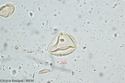 Ischaemum nilagiricum - lame n° 5120