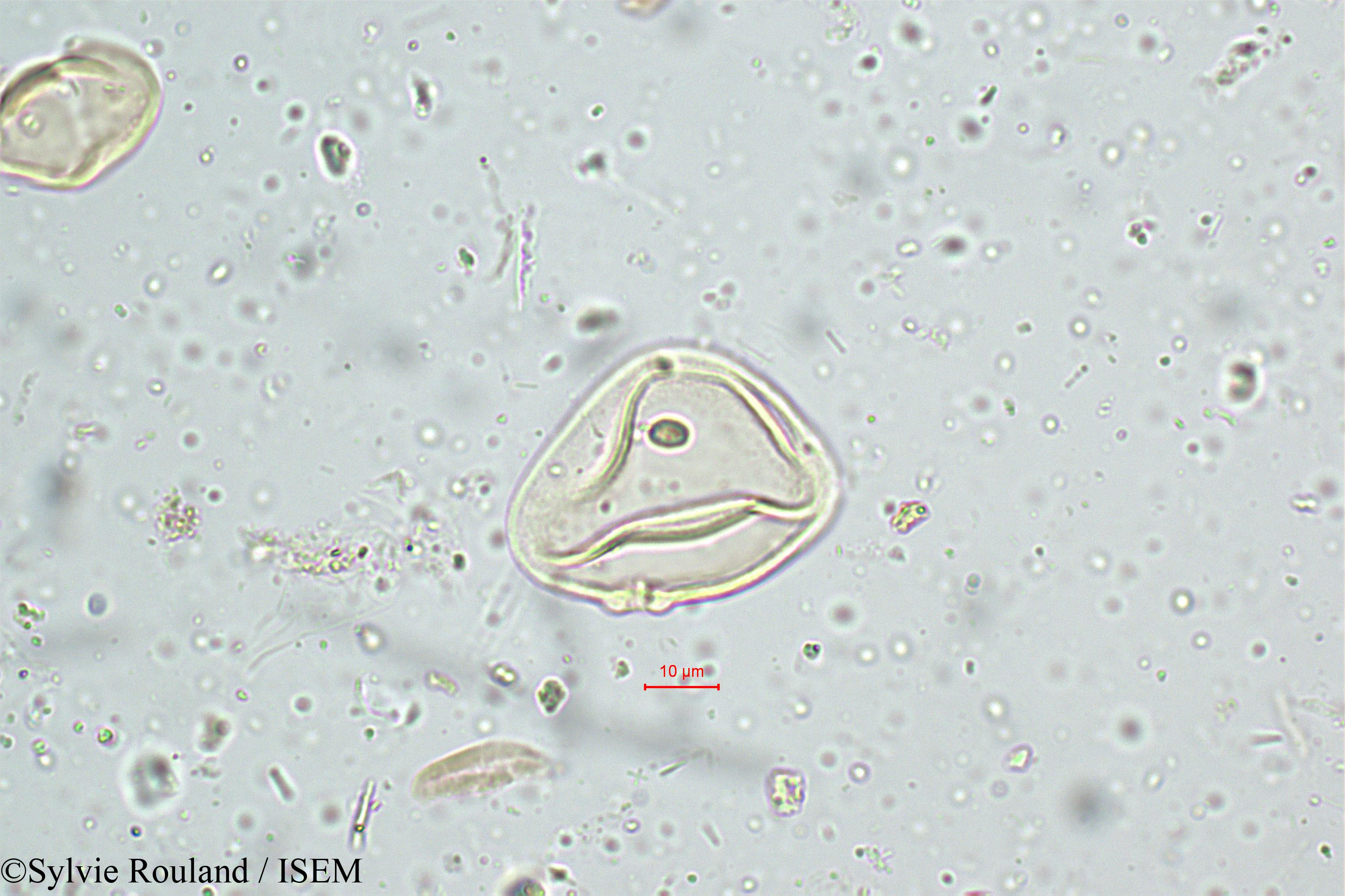 Sylvie.Rouland/Ischaemum_nilagiricum_5120/Ischaemum_nilagiricum_5120_0005(copy).jpg