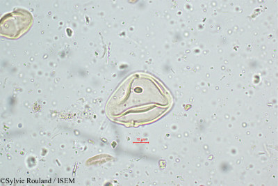 Ischaemum nilagiricum - lame n° 5120
