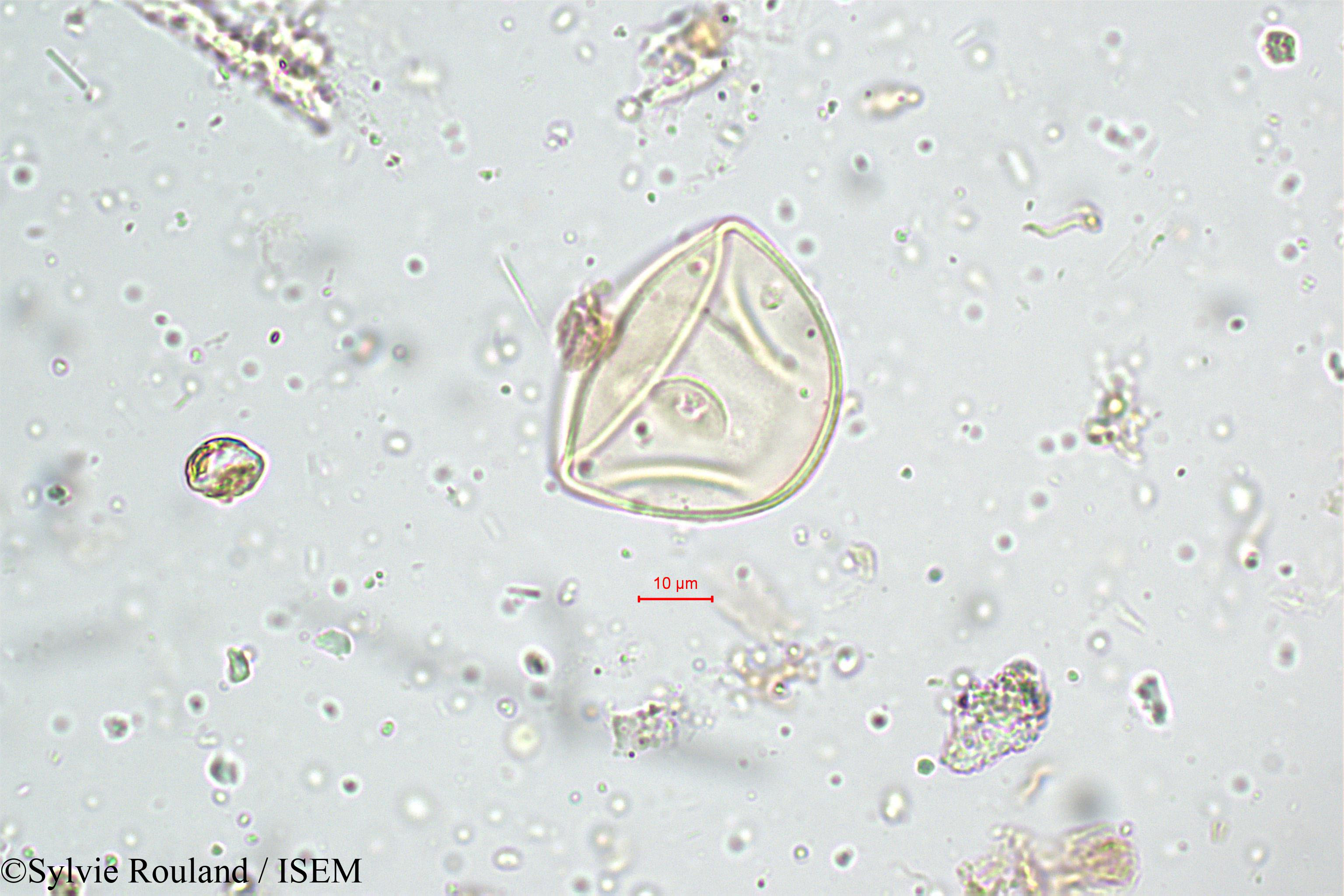 Sylvie.Rouland/Ischaemum_nilagiricum_5120/Ischaemum_nilagiricum_5120_0006(copy).jpg