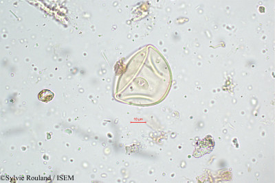 Ischaemum nilagiricum - lame n° 5120
