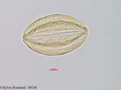 Isoberlinia doka - lame n° 39799