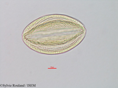 Isoberlinia doka - lame n° 39799