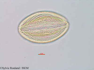 Isoberlinia doka - lame n° 39799