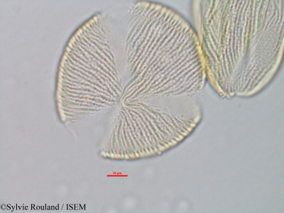 Isoberlinia doka - lame n° 39799