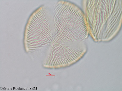Isoberlinia doka - lame n° 39799