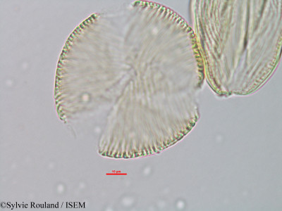 Isoberlinia doka - lame n° 39799